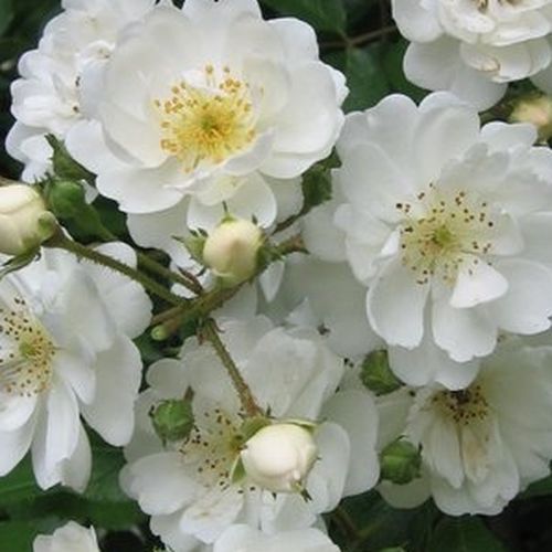 Rozen bestellen en bezorgen - Rosa Guirlande d'Amour® - sterk geurende roos - Stamroos – Kleine bloemen - wit - Louis Lensbossige kroonvorm - 0